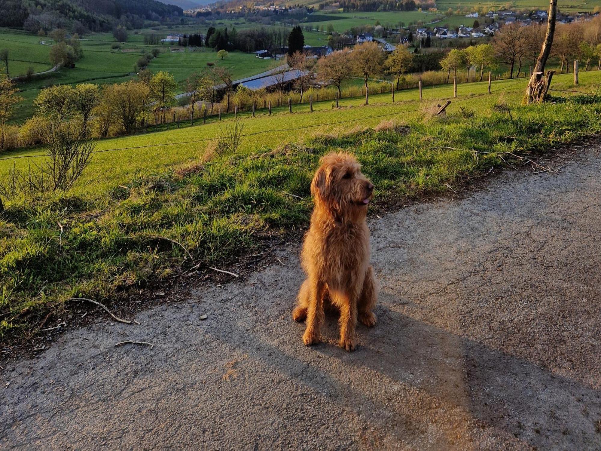 Fuchsbau Mit Kamin & Terrasse & Hunde Appartement Winterberg
